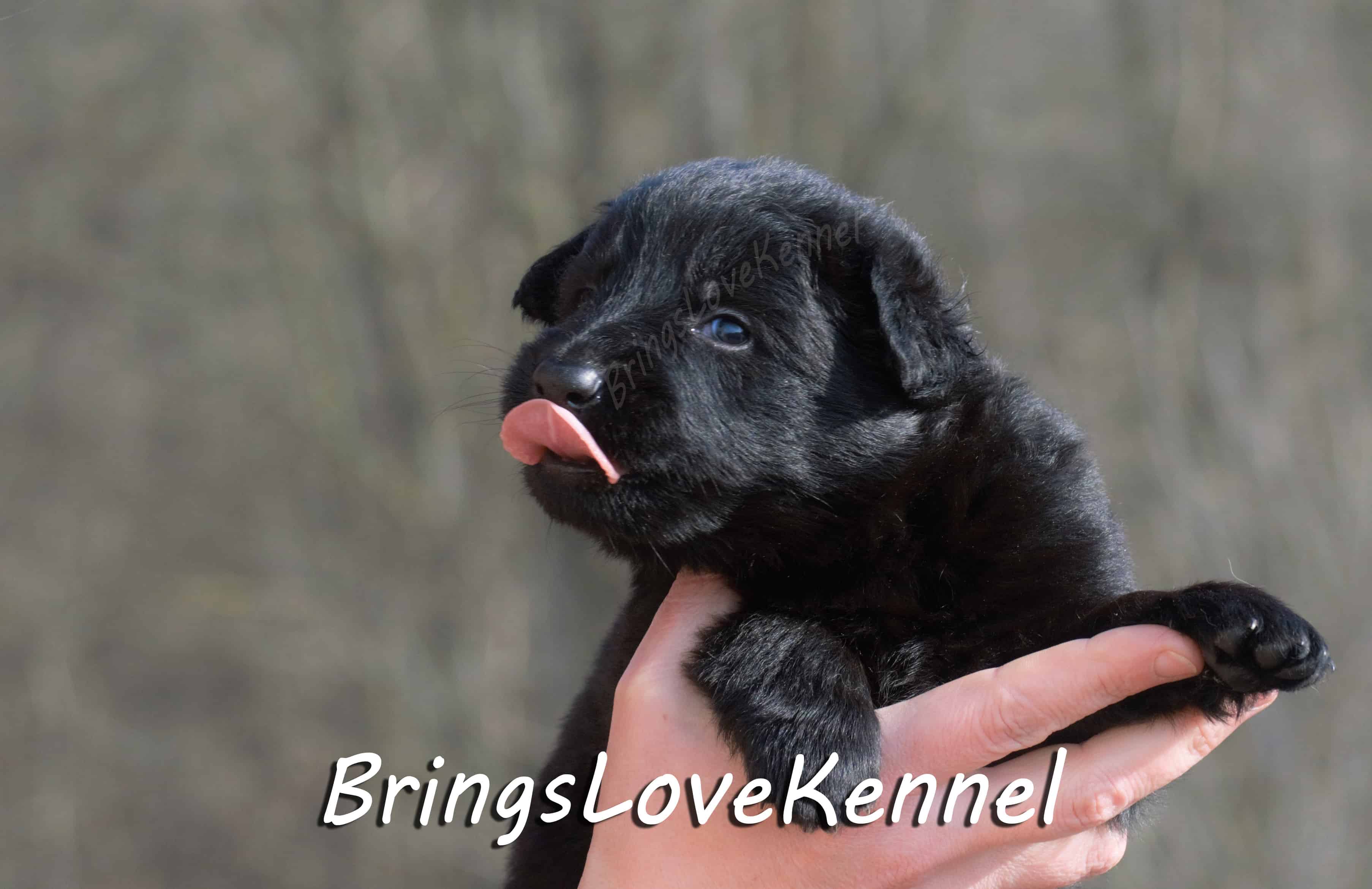 Pui Ciobanesc German Par Lung Linie De Lucru Bringslovekennel