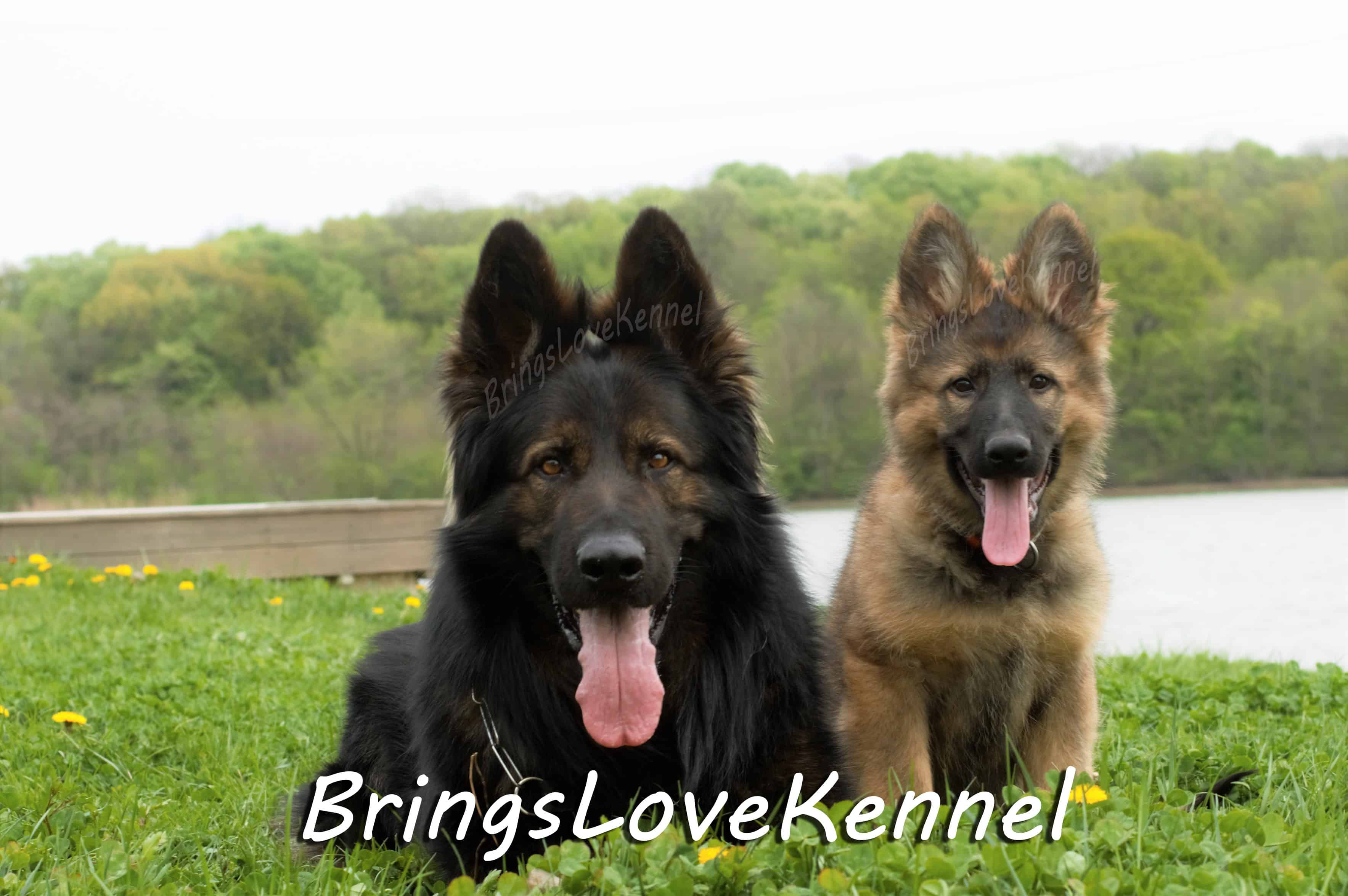 Pui Ciobanesc German Par Lung Linie De Lucru Bringslovekennel