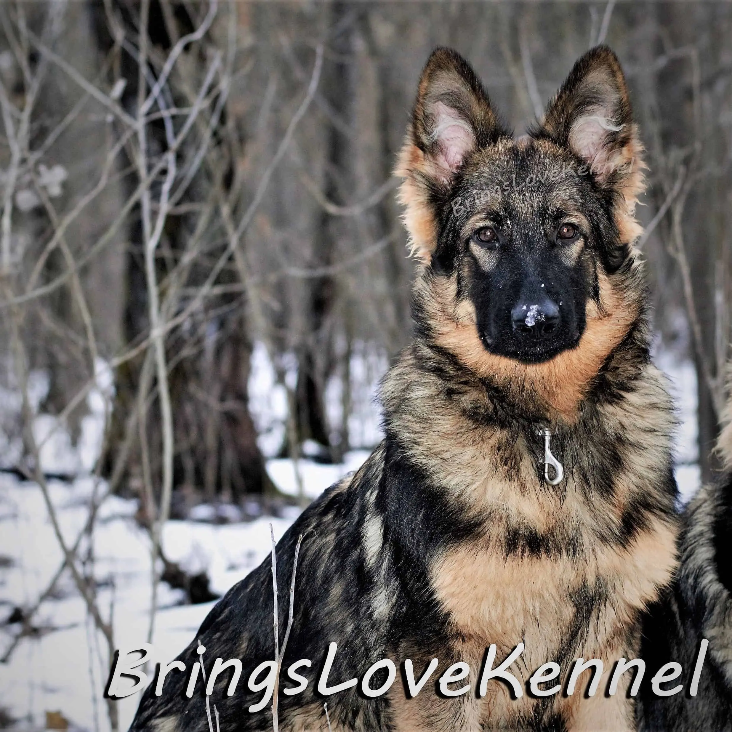 SARA Ciobanesc German