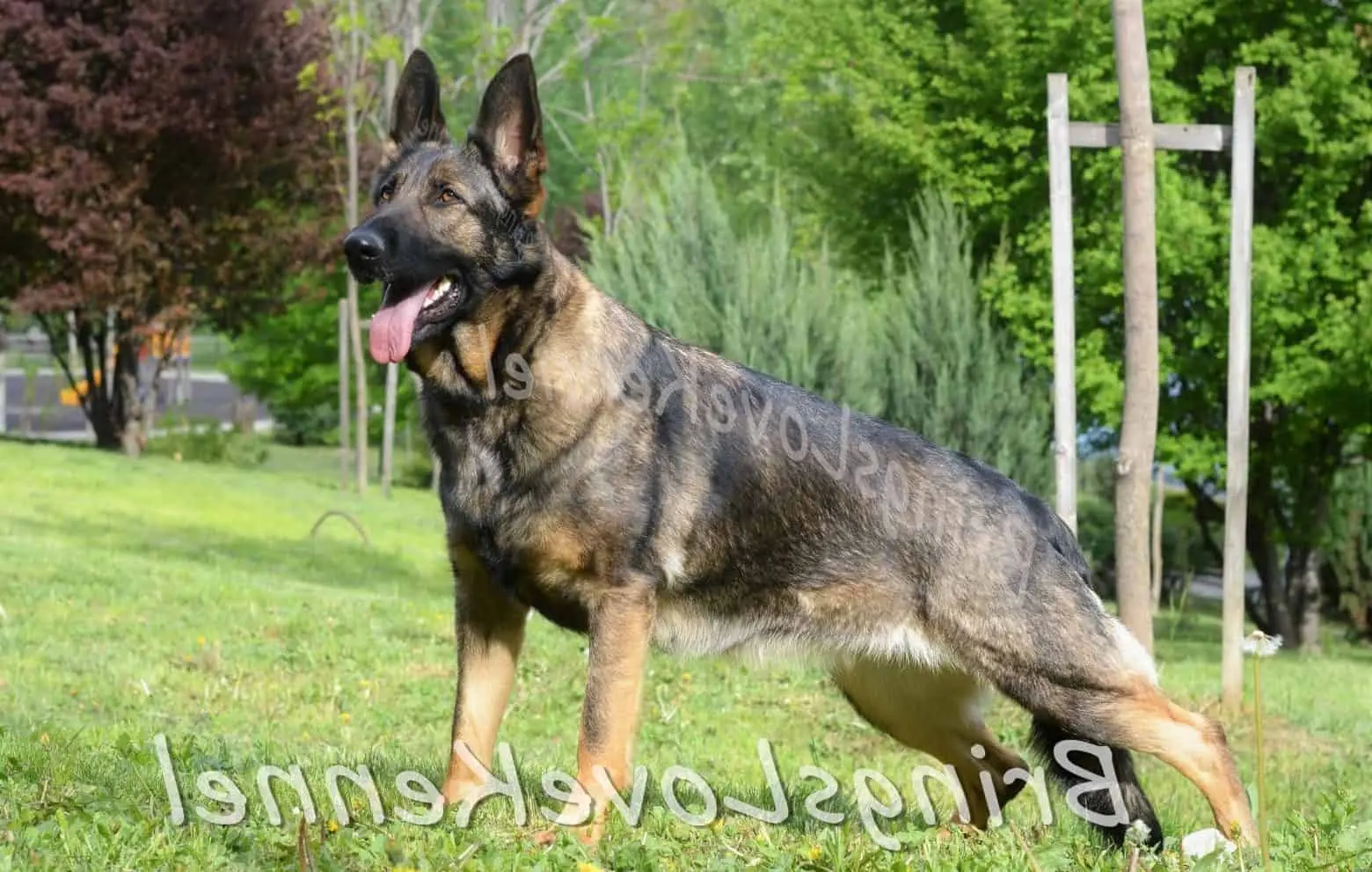lupy2 Lupy, femela Ciobanesc German din Canisa BringsLove (foto 3)
