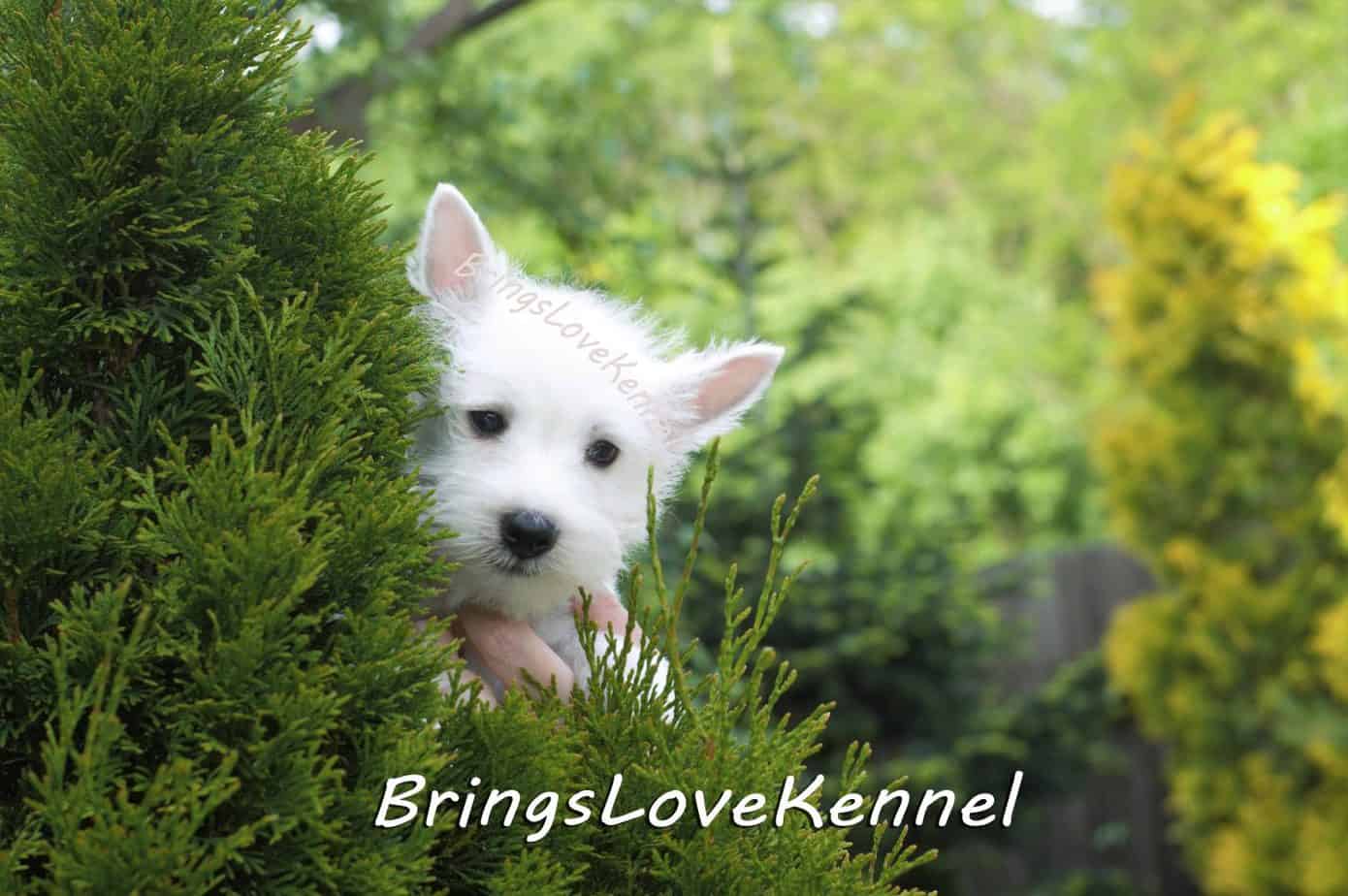 Westie Si Ciobanesc German Par Lung Canisa Bringslovekennel