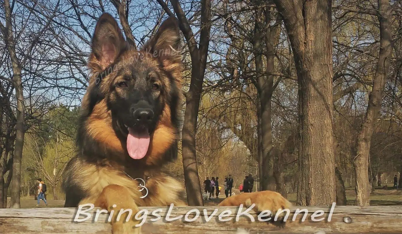 Ciobanesc German cuib Sara