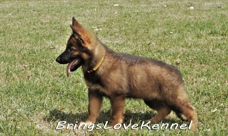 Pui ciobanesc German Dingo_LUPY 2