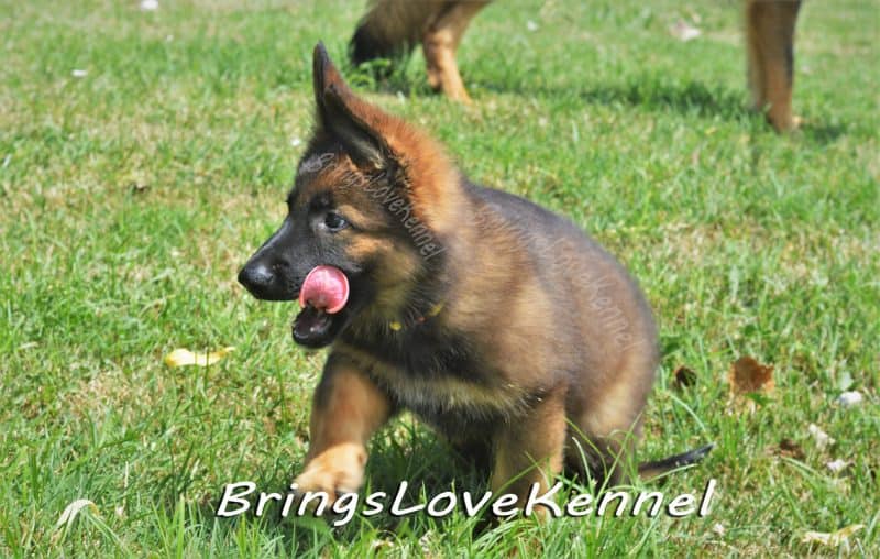 Pui ciobanesc German Dingo_LUPY 3