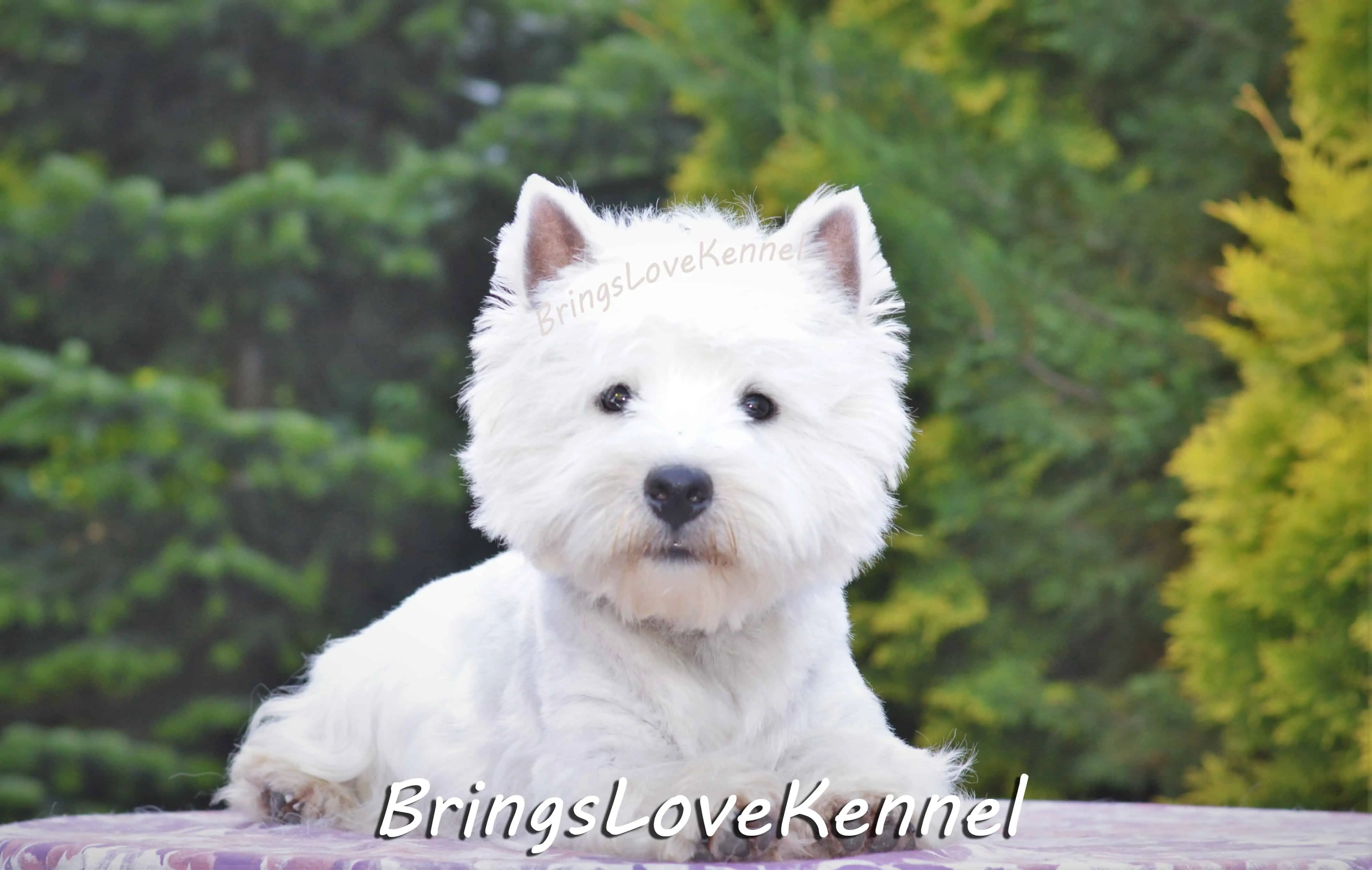 ZIGGI Westie