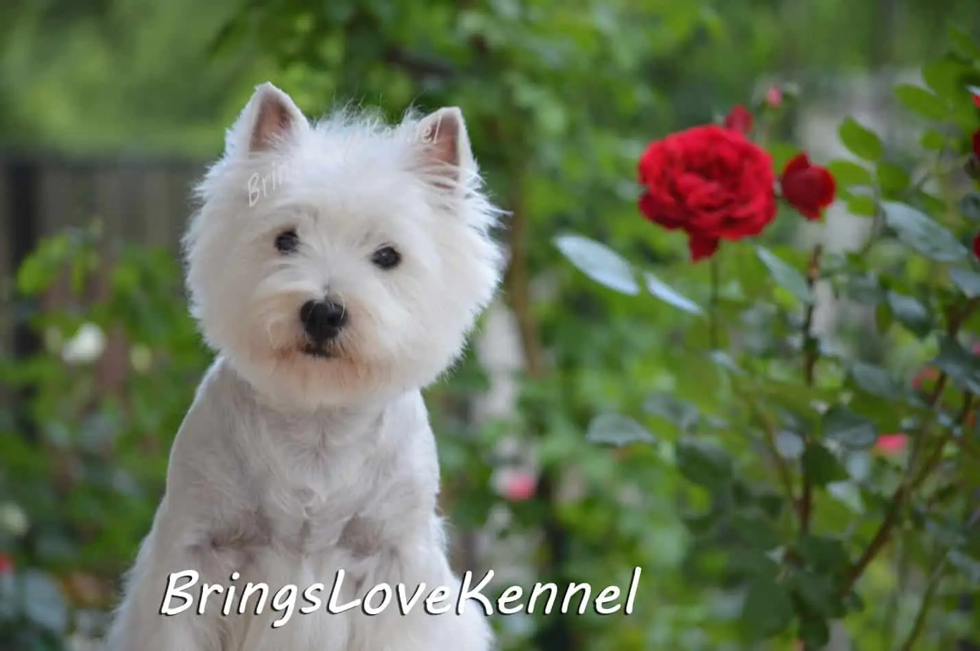 Foxy-site Foxy, femela Westie din Canisa BringsLove Bucuresti (foto 2)