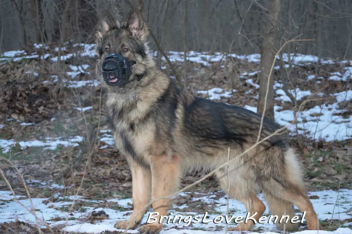 Ozone Ciobanesc German