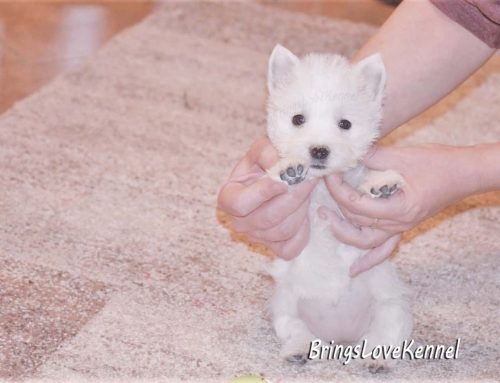 Westie – Cuibul cu litera G, parinti  Zag Zagar Delance Magic & Dolly Doll Brings Love