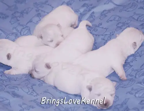 Pui westie Hanna mamica – Cuibul cu litera J