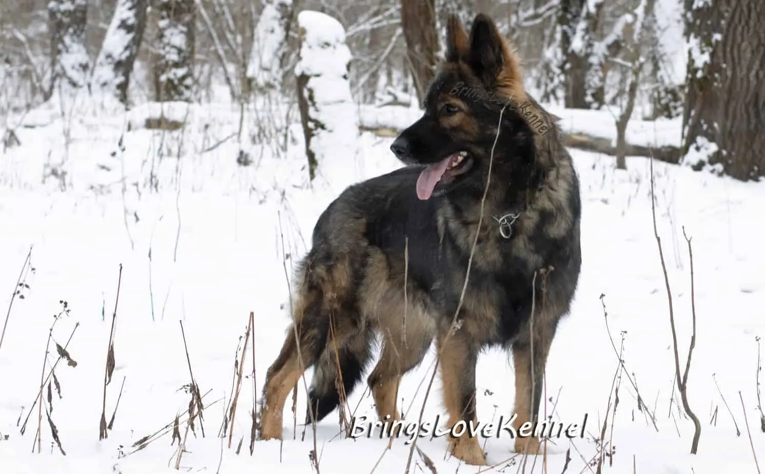 Ciobanesc German Linie de Lucru