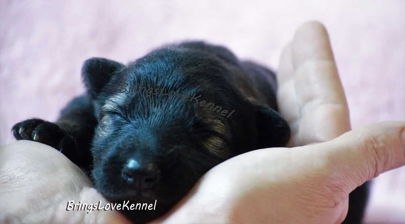 ARYA - Ciobanesc German femela canisa BringsLoveKennel