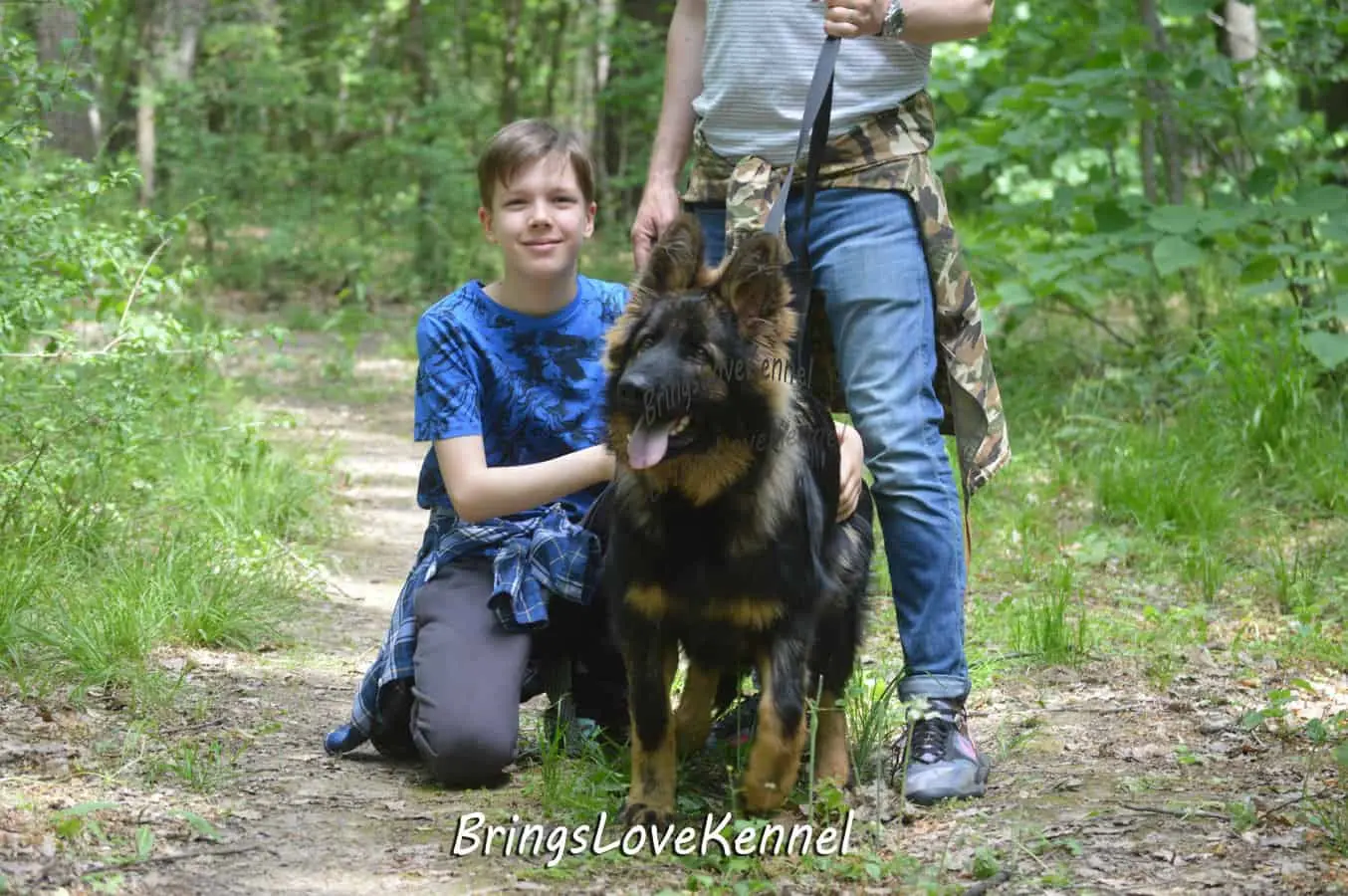 Ciobanesc-Germa-par-lung-linie-lucru–Brings-Love-Kennel.-Ice-mic.2 Ice, mascul Ciobanesc German par lung linie de lucru, Canisa BringsLove (foto 5)