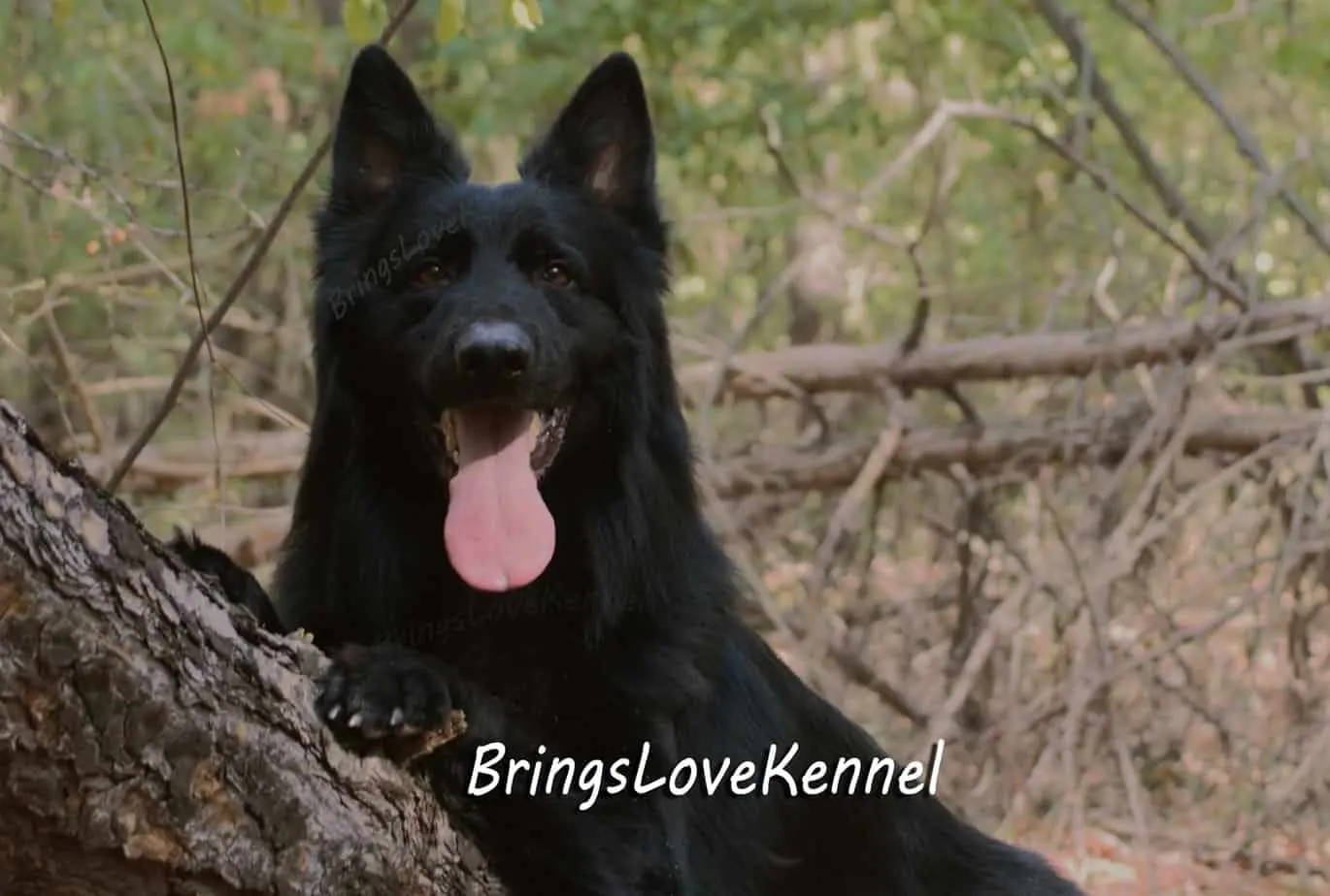 Ciobanesc-German-negru-par-lung-Cube-scr.-mic.3