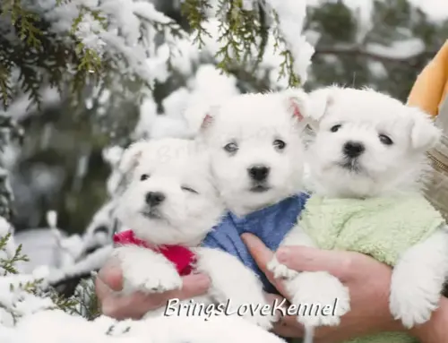 Pui Westie Cuibul cu litera T- parinti Nix si Elfy