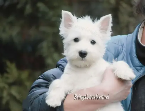Pui Westie Pedigree Adorabili Cuib litera U – NIX & DOLLY