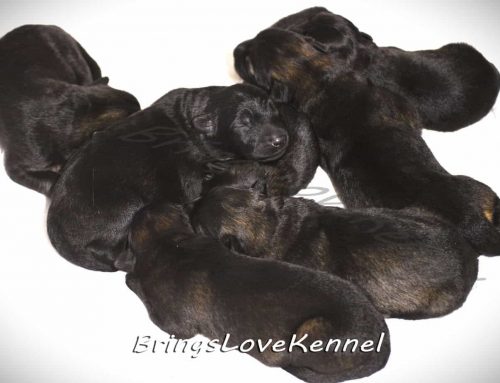 Ciobanesc German par lung linie lucru Cube & Sara – Cuib V