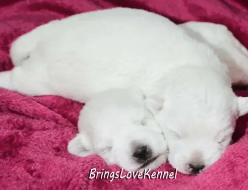 Pui Westie cuibul cu litera Z părinți NIX & Ambra