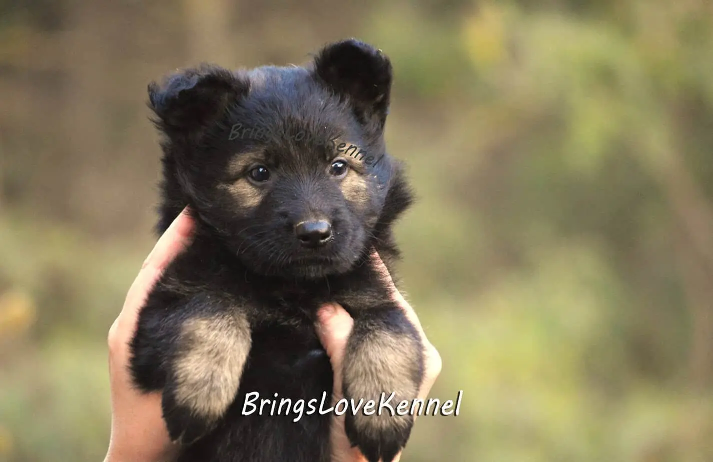 Ciobanes-German-brrings-love – m