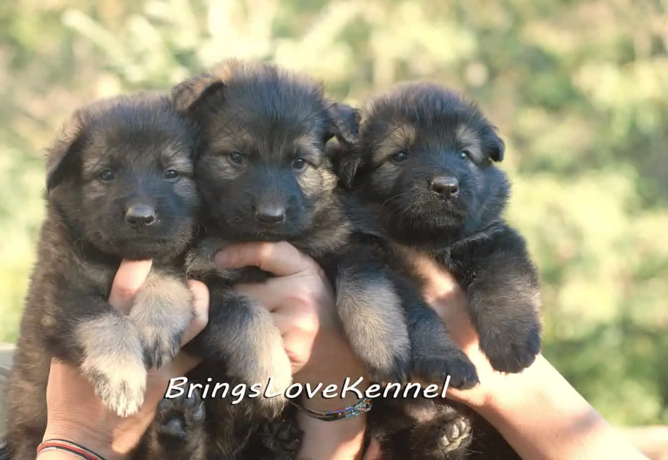 Pui ciobanesc germanbrings love 2