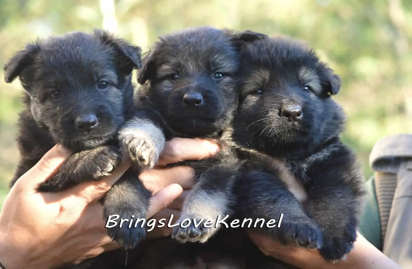 Pui ciobanesc germanbrings love 3