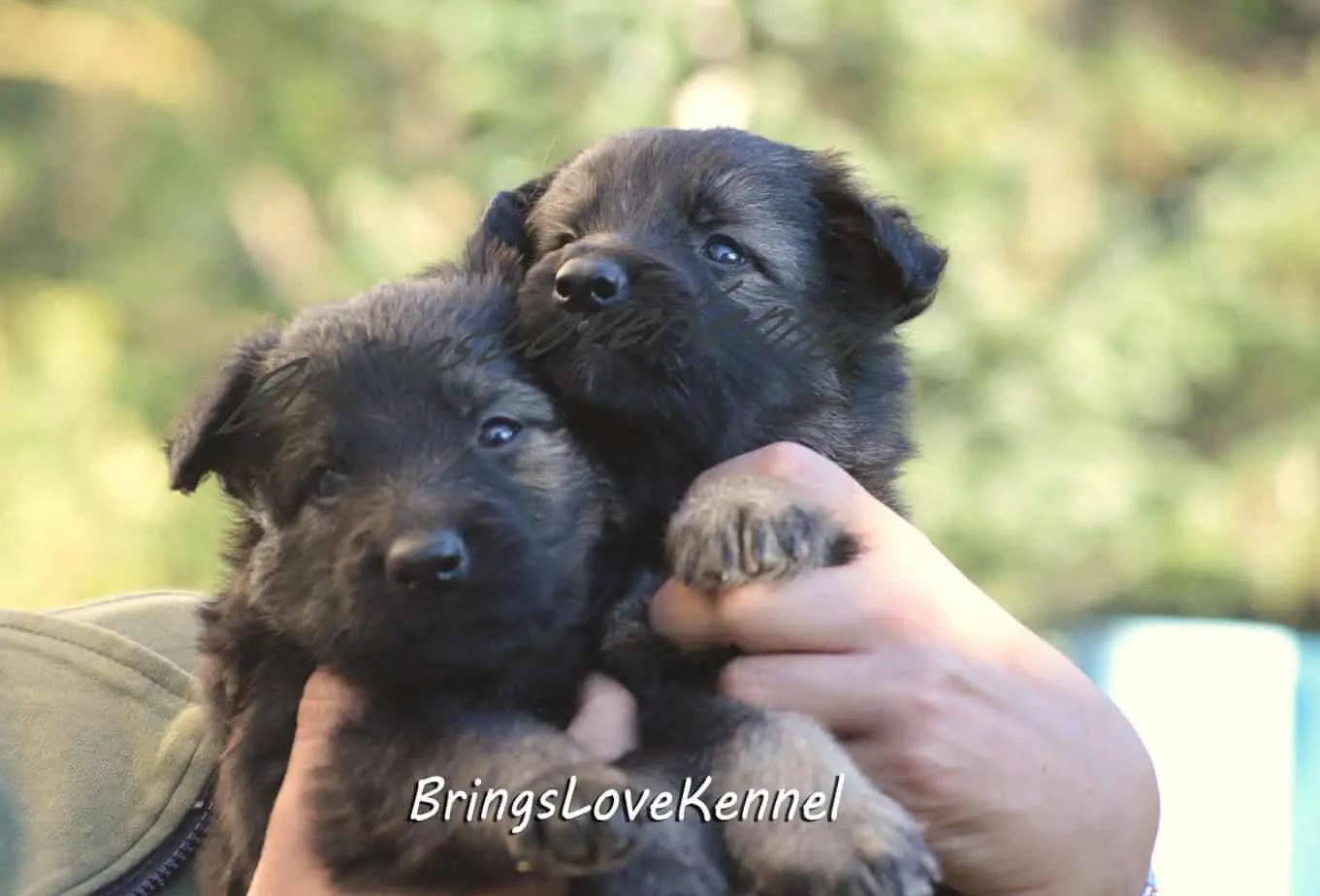 Pui ciobanesc germanbrings love 4