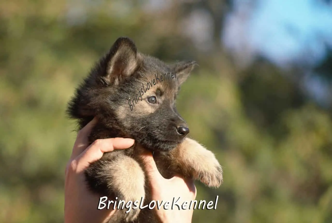 ciobanesc-german-par-lung-brings-love-2-m