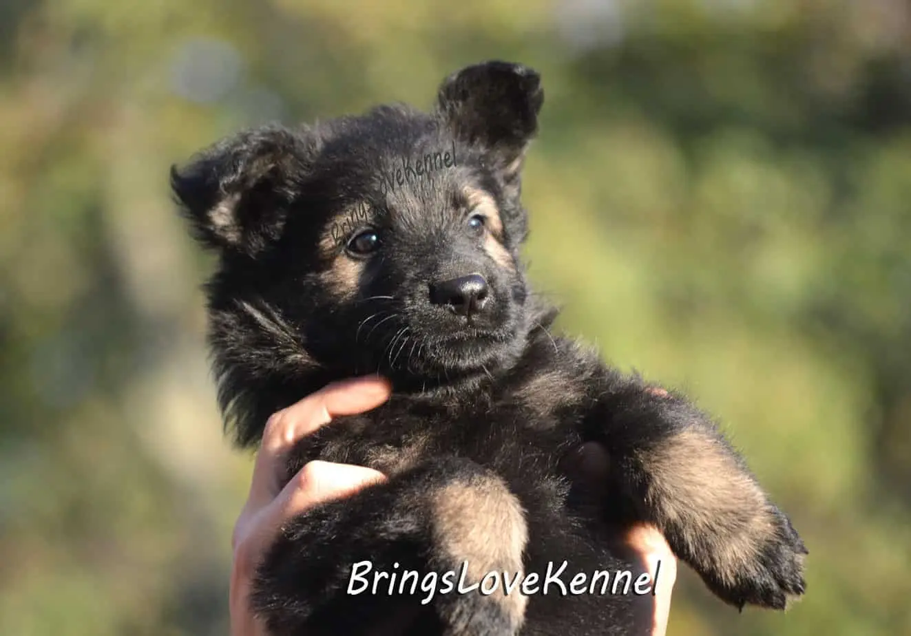 ciobanesc-german-par-lung-brings-love-3-m