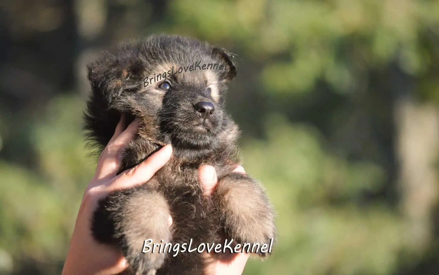 ciobanesc-german-par-lung-brings-love-5-m