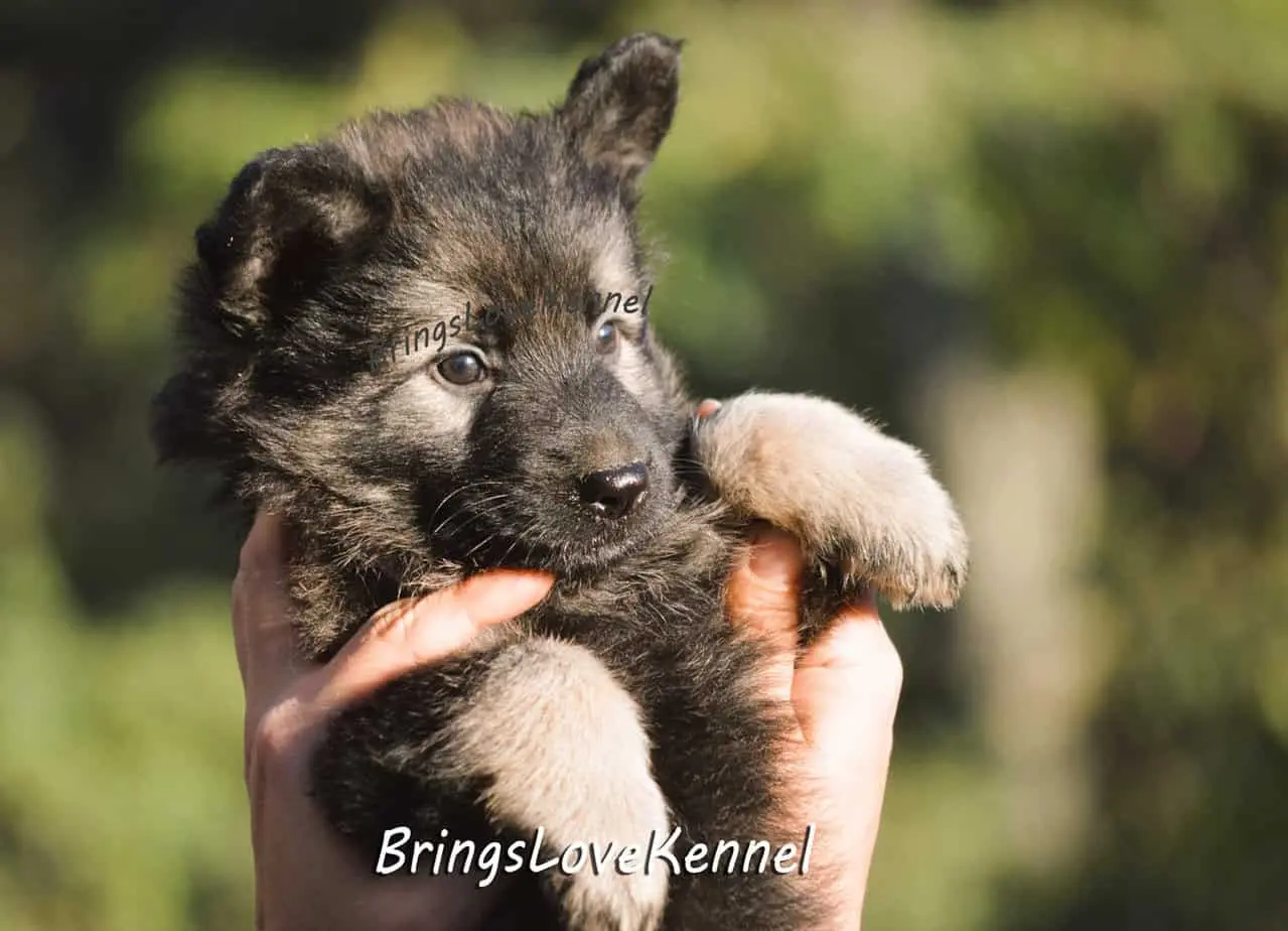 ciobanesc-german-par-lung-brings-love-6-m