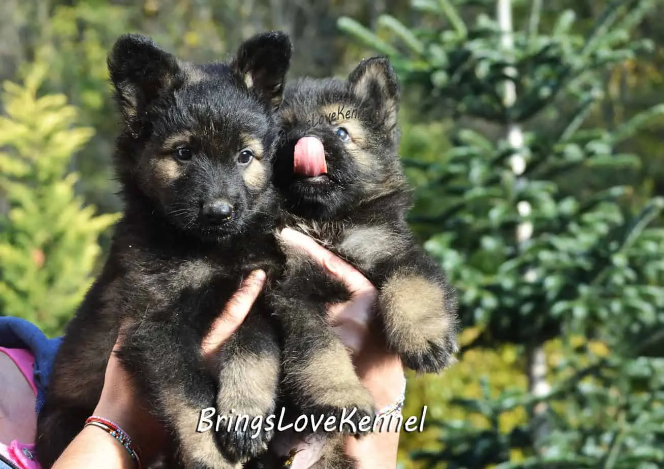 Canisa-ciobanesc-german-par-lung-linie-lucru-Brings-Love.–m