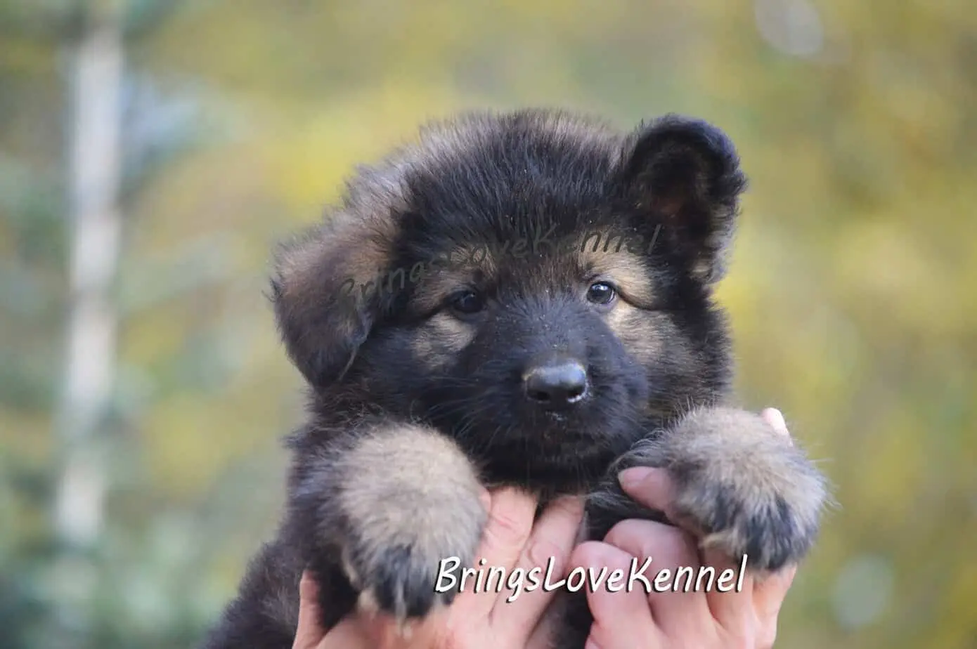 pui-ciobanesc-german-brings-love.m