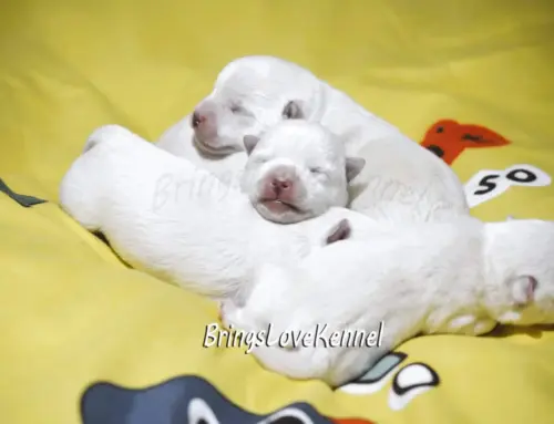 Catei Westie cu pedigree – parinti campioni Nix si Elfy