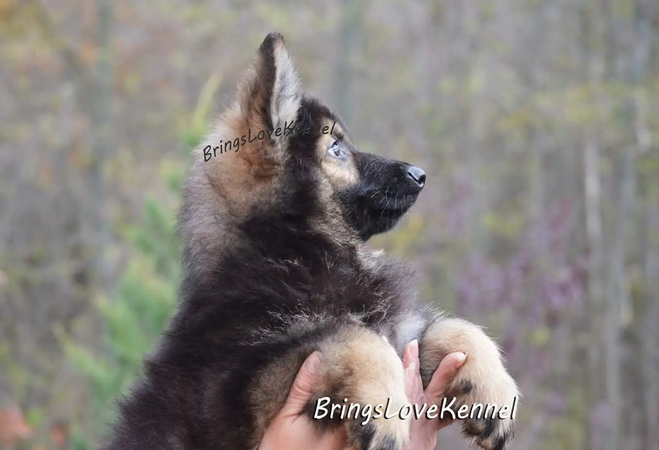 ciobanesc-german-par-lung-brings-love-11