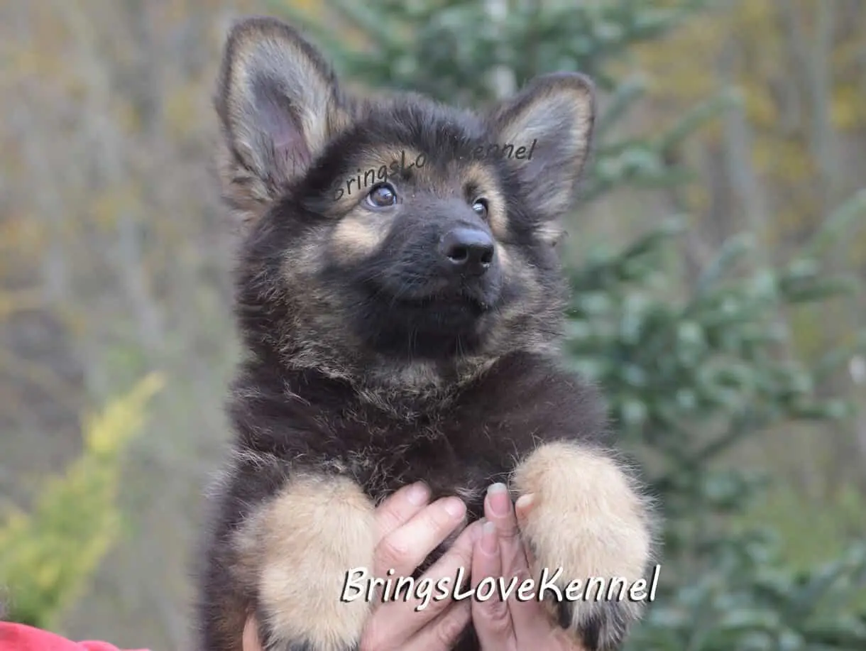 ciobanesc-german-par-lung-brings-love-12