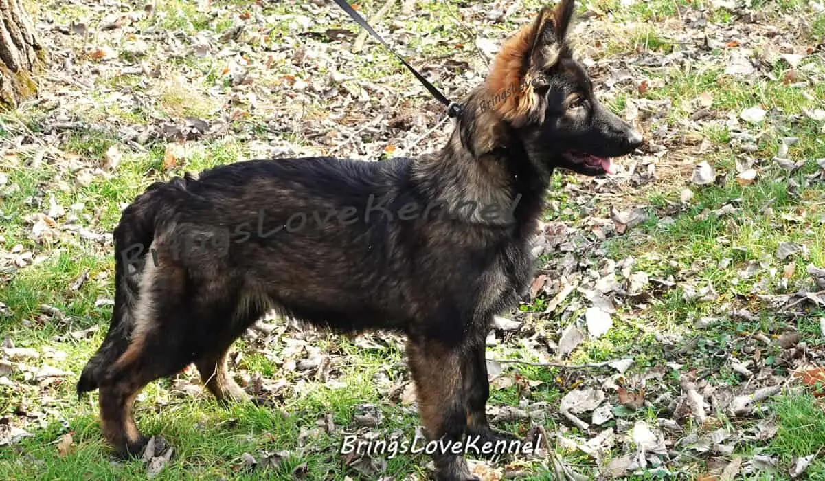 Pui-Ciobanesc-German-Brings-Love–s-v-m