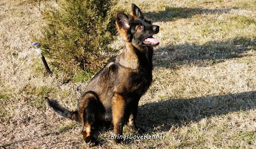 pui-ciobanesc-german-linie-lucru-brings-love-s-m-m