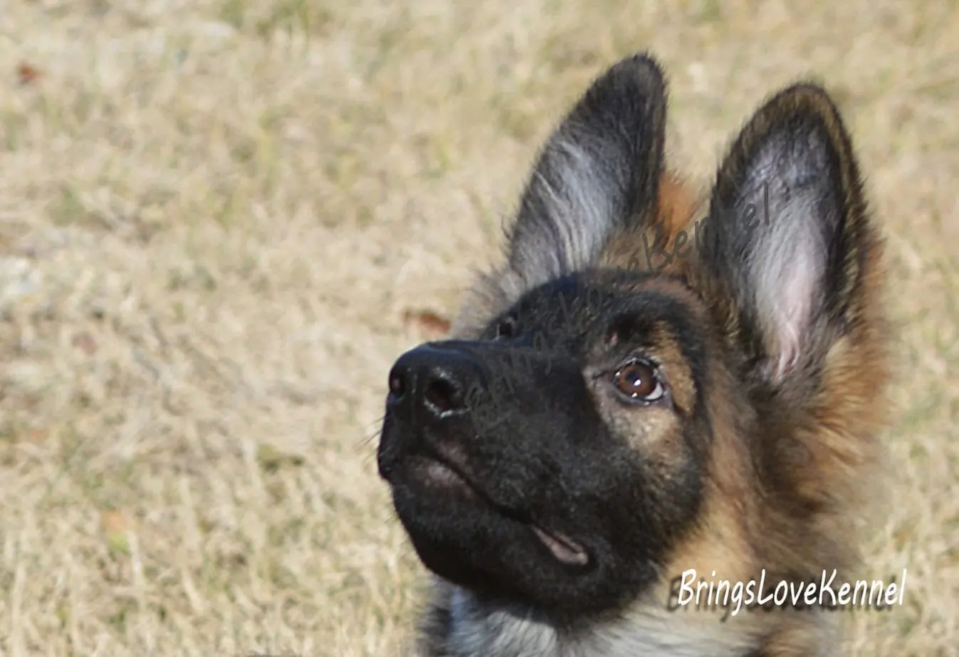 pui-ciobanesc-german-linie-lucru-par-lung.–s-m