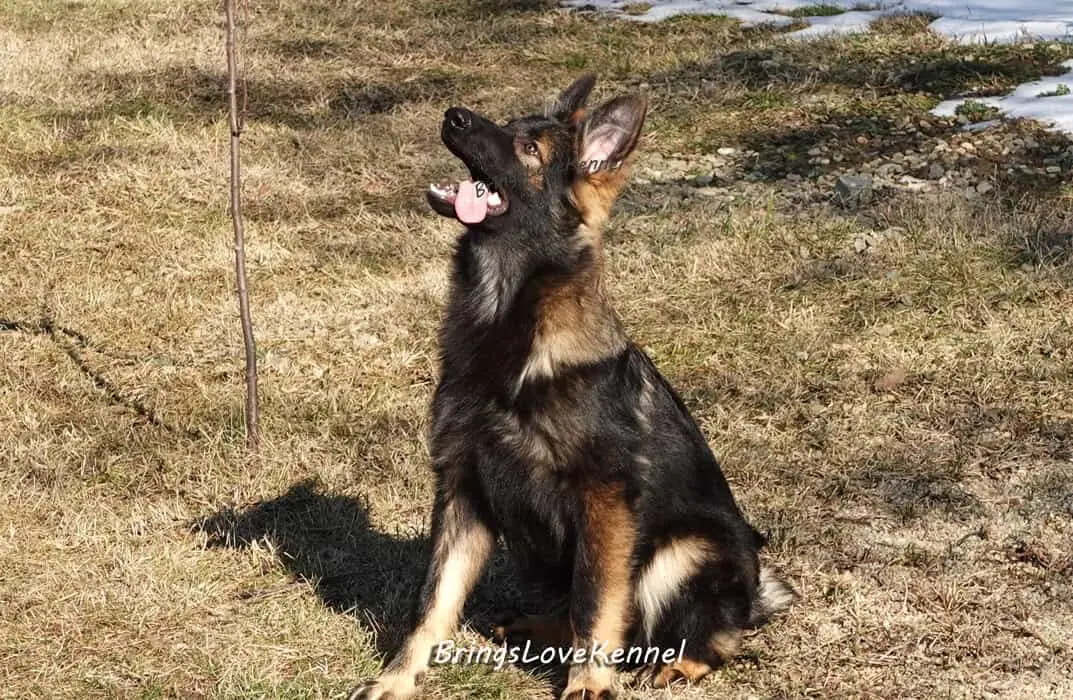 Pui-Ciobanesc-German-Brings-Love–5-luni-s-m