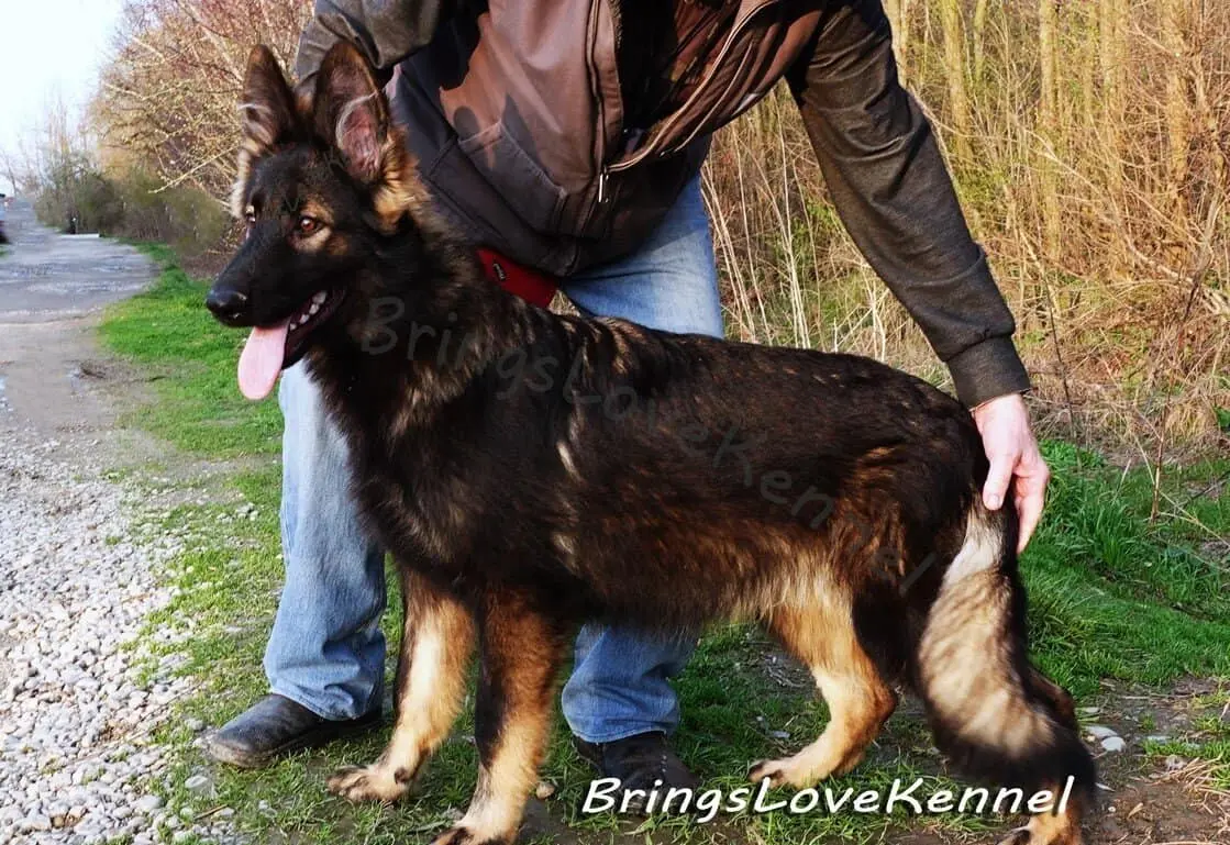 pui-ciobanesc-german-par-lung-linie-lucru-brings-love-kennel–s.-m