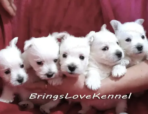 Westie cu pedigree din parinti campioni Nix & Hanna – cuib cu litera C