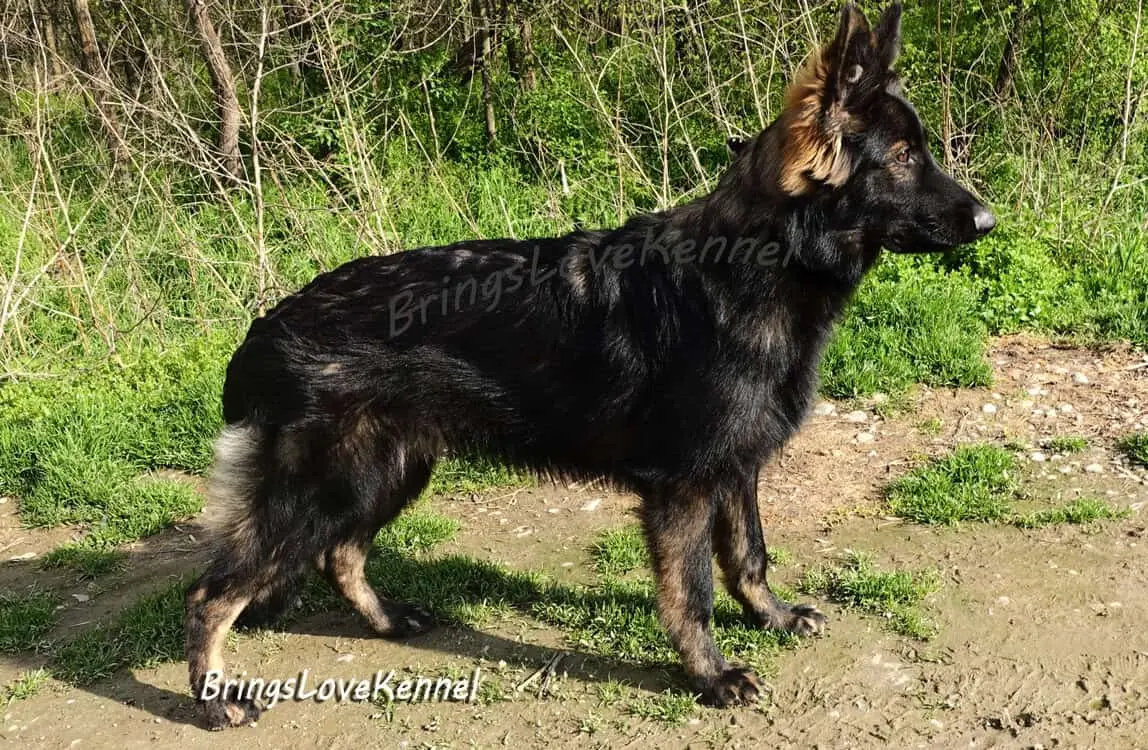 ciobanesc-german-par-lung-brings-love–-6-luni–-s-m..-.=