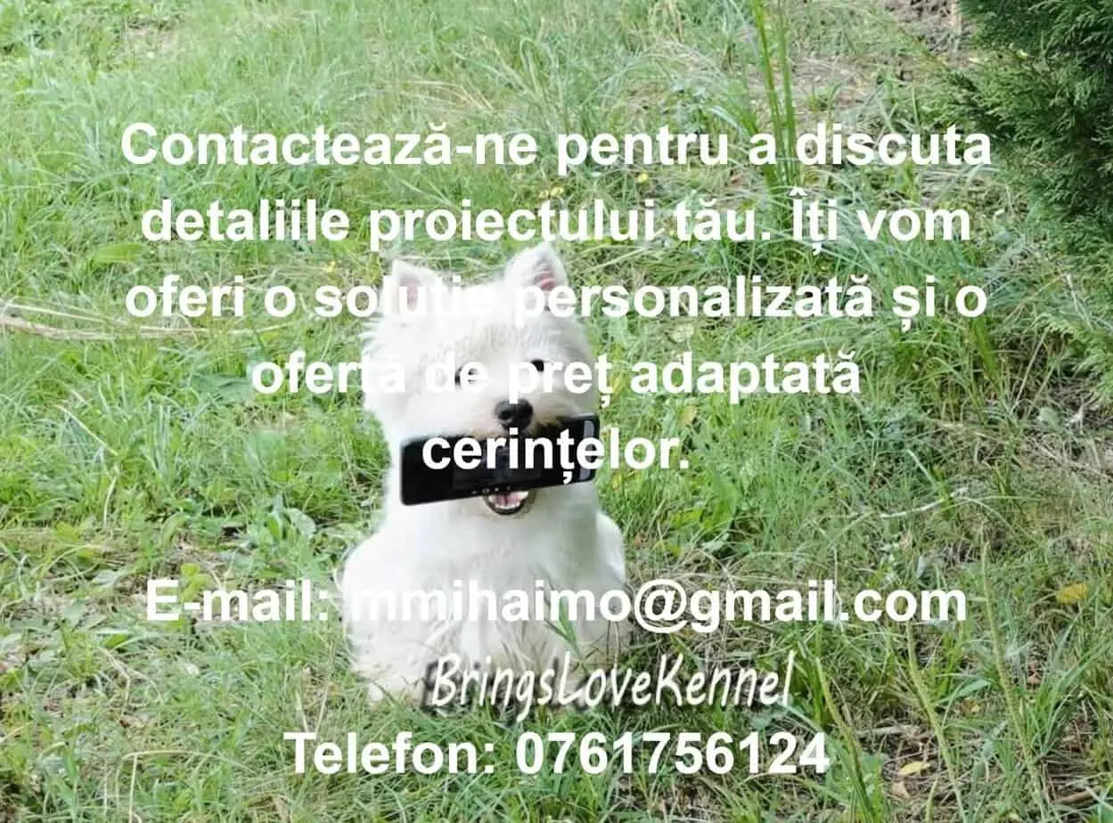 casting catei dresati pentru reclame contact