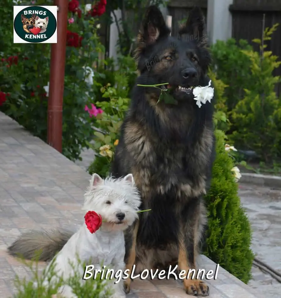 West-Highland-White-Terrier–=