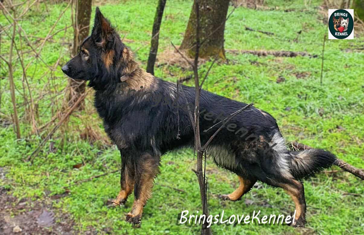 Ciobanesc-German-par-lung-linie-lucru–Patty-Brings-Love-s-m-