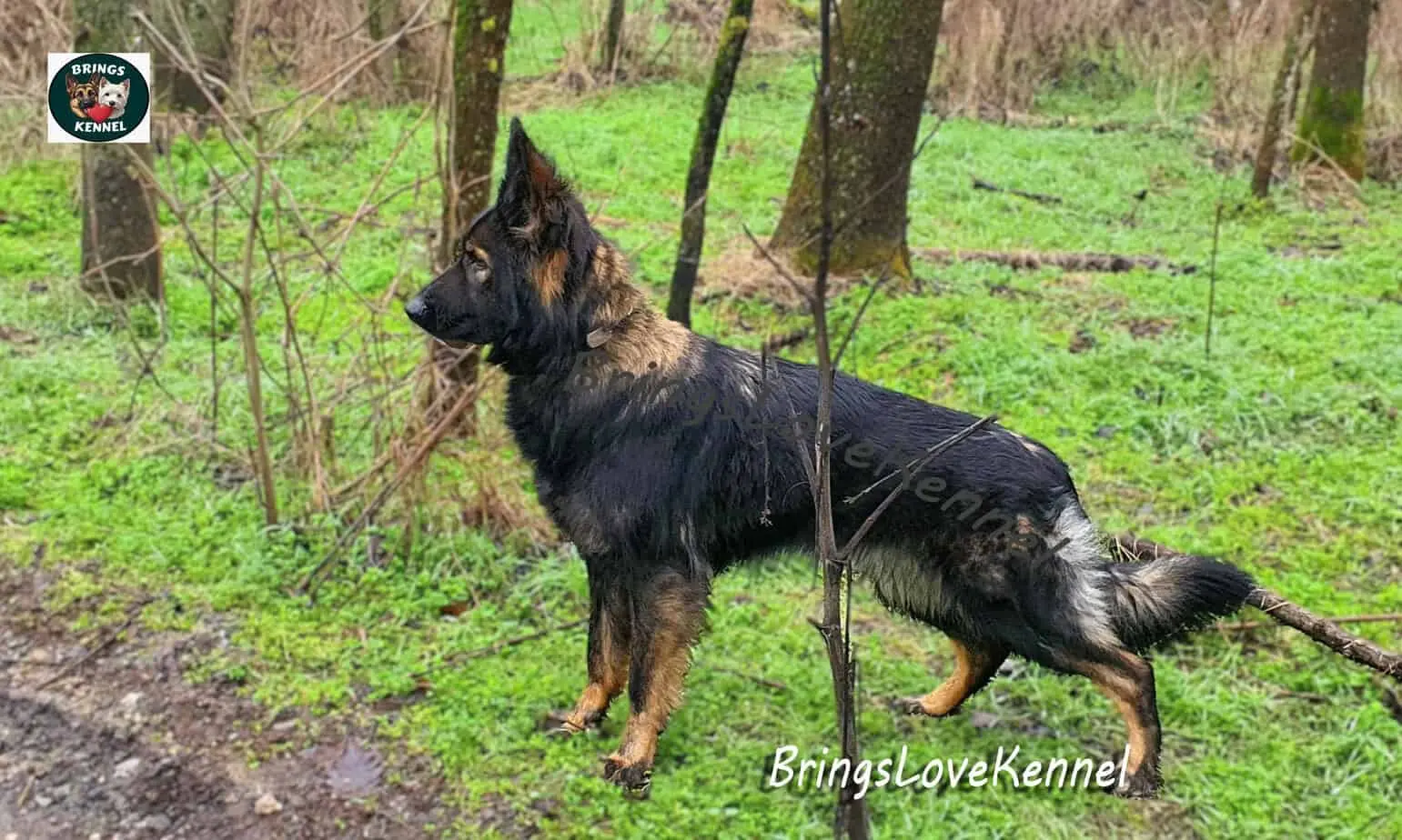 Ciobanesc-German-par-lung-linie-lucru–Patty-Brings-Love-s PATTY Ciobanesc German