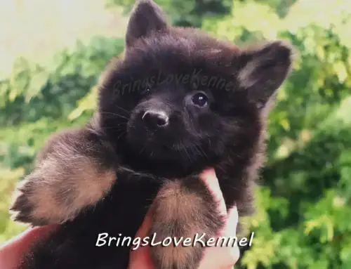 Pui Ciobănesc German Păr Lung — Cuibul D | Cube x Neewa | Februarie 2026