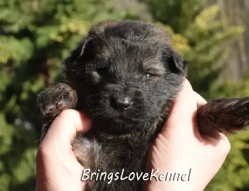 Pui Ciobănesc German Păr Lung — Cuibul D | Cube x Neewa | Februarie 2026