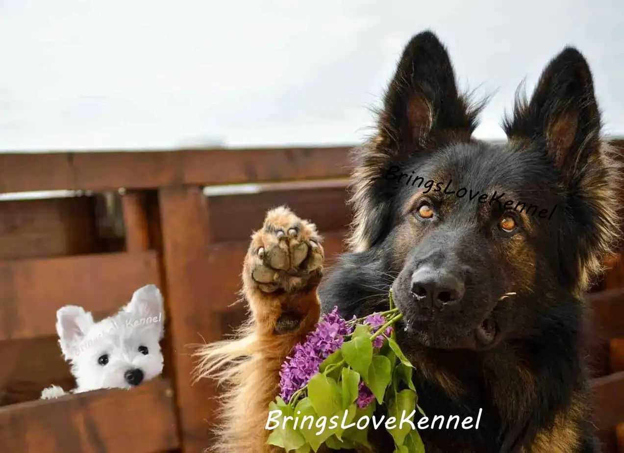Canisa-BringsLoveKennel-Westie-Ciobanesti-Germani-e1579554351946