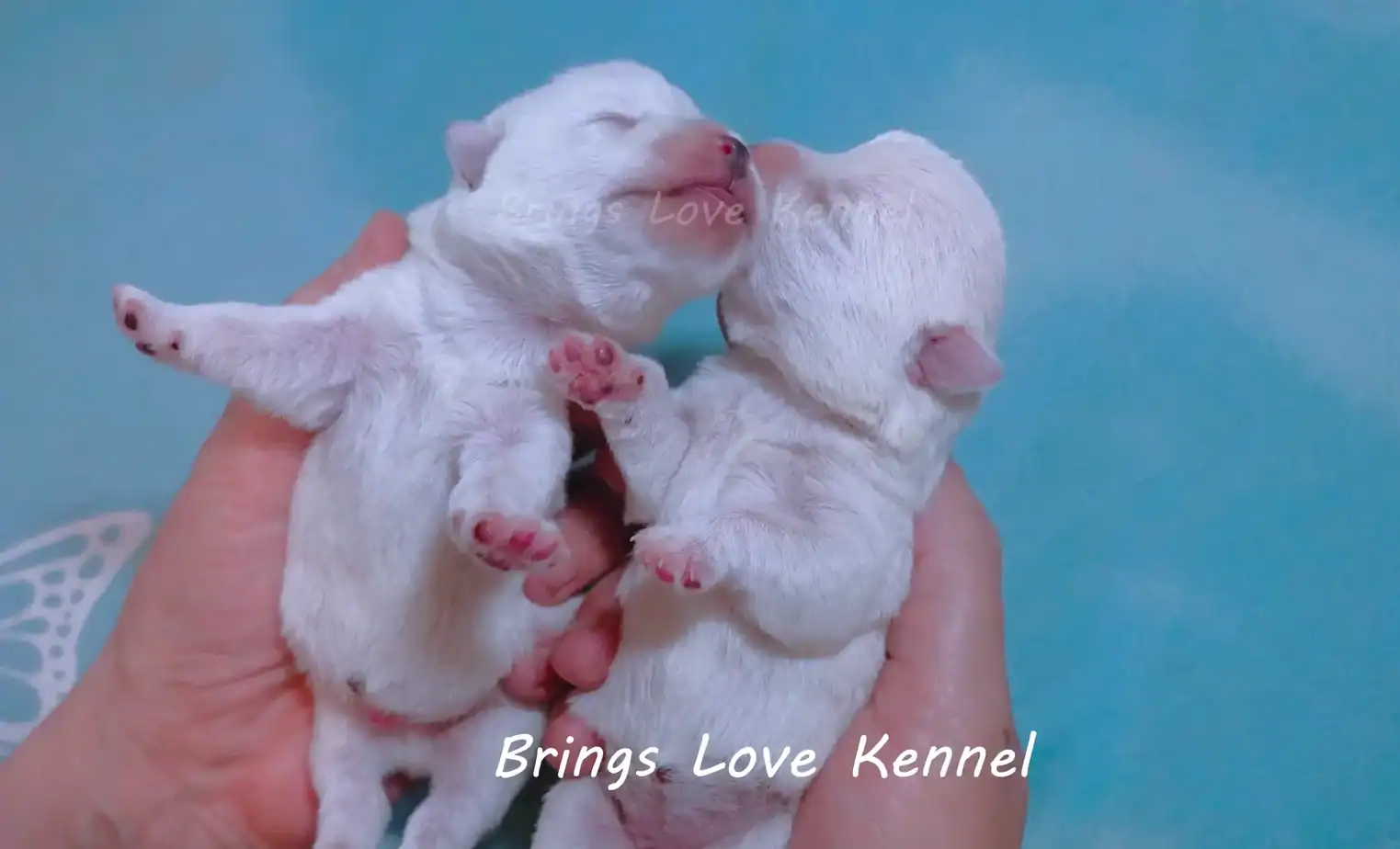 Pui West Highland White Terrier, cuibul E, o fetita si un baiat Doi pui West Highland White Terrier din cuibul E, o fetita si un baiat, canisa Brings Love