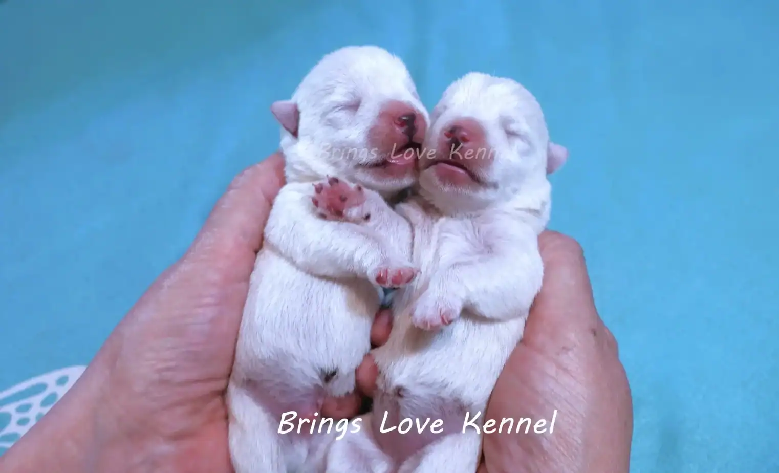 Pui Westie nou-nascuti, cuibul E, Nix si Dolly Pui Westie nou-nascuti din cuibul E, parinti Nix si Dolly, canisa Brings Love Bucuresti